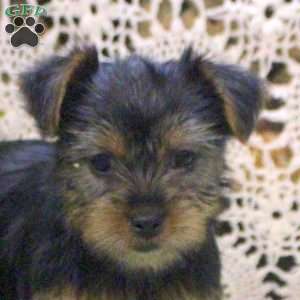 Amy, Yorkie Puppy