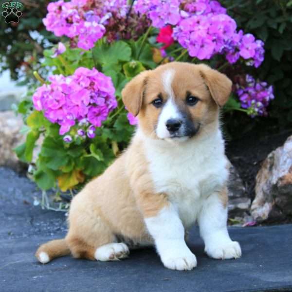 Amy, Welsh Corgi Mix Puppy