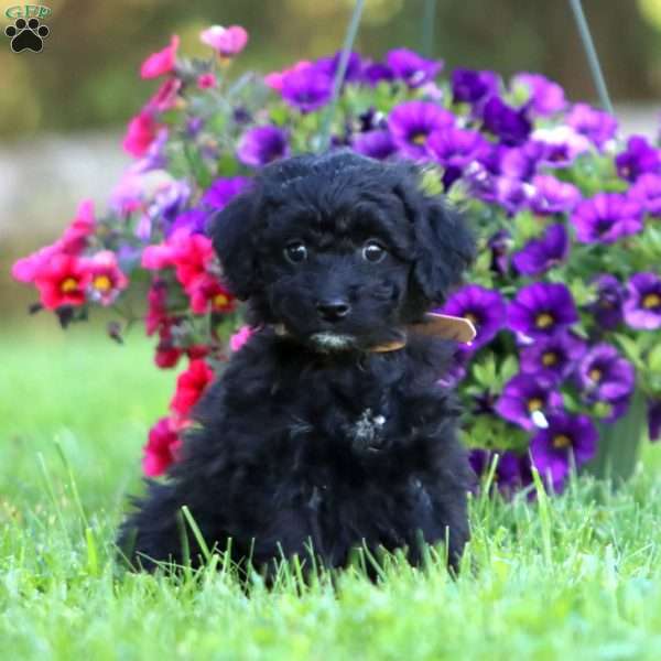 Andrew, Mini Labradoodle Puppy