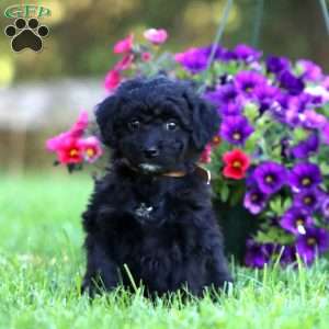 Andrew, Mini Labradoodle Puppy