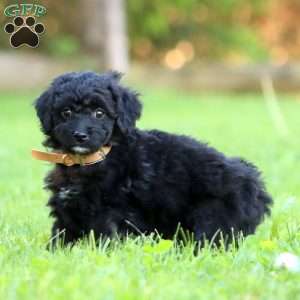 Andrew, Mini Labradoodle Puppy