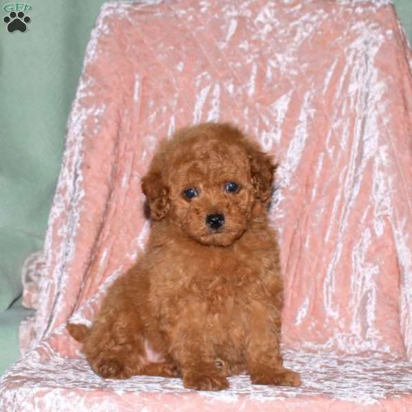 Andy, Toy Poodle Puppy