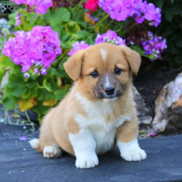 Andy, Welsh Corgi Mix Puppy