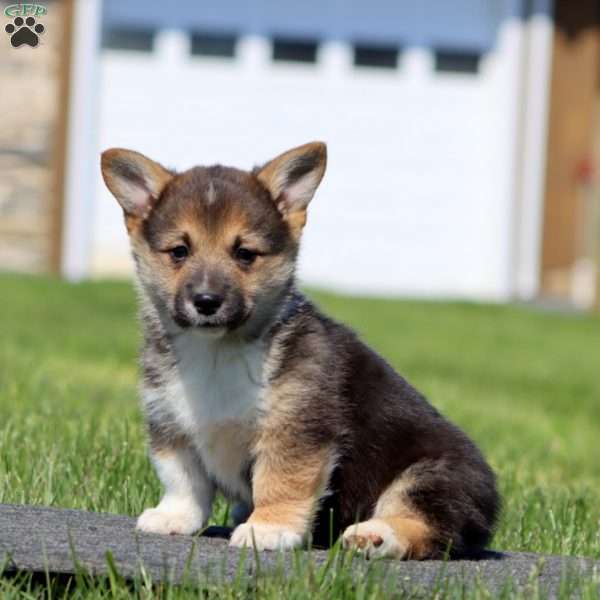 Andy, Pembroke Welsh Corgi Puppy