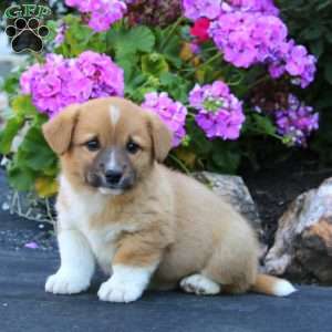 Andy, Welsh Corgi Mix Puppy