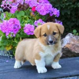 Andy, Welsh Corgi Mix Puppy