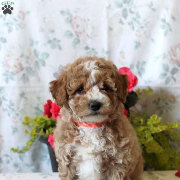 Angel, Maltipoo Puppy