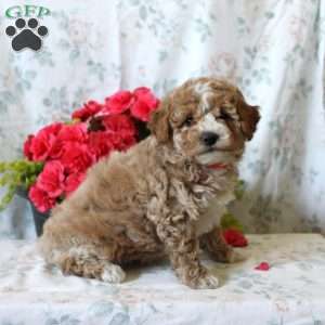 Angel, Maltipoo Puppy