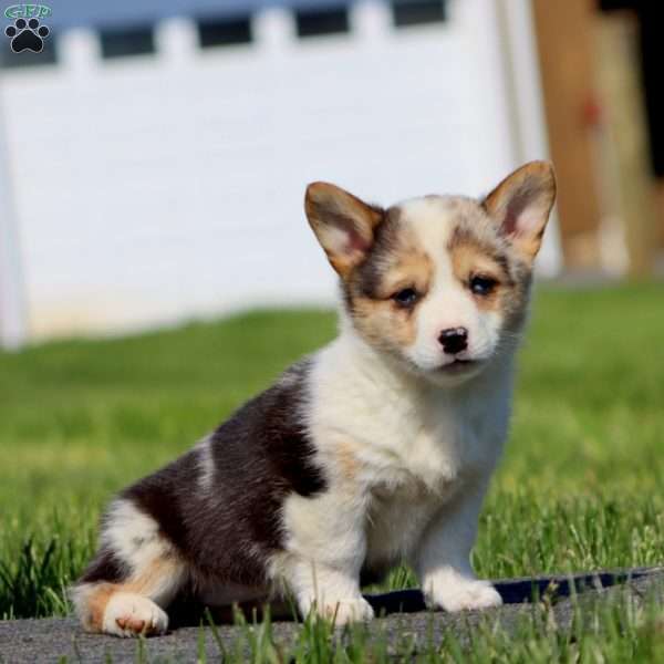 Angela, Pembroke Welsh Corgi Puppy