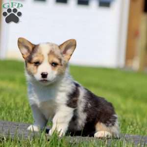Angela, Pembroke Welsh Corgi Puppy