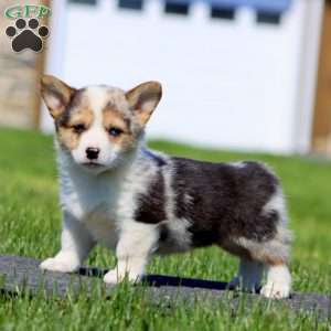 Angela, Pembroke Welsh Corgi Puppy