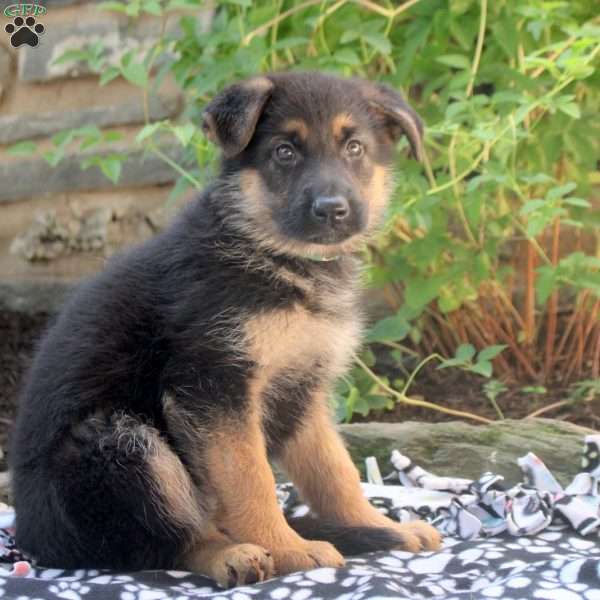 Angie, German Shepherd Puppy
