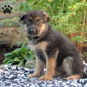 Angie, German Shepherd Puppy