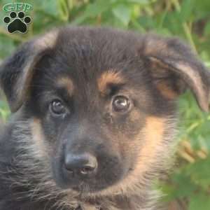 Angie, German Shepherd Puppy