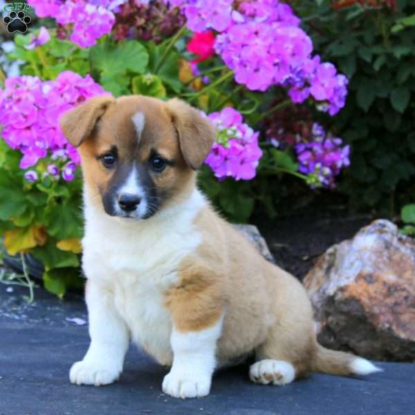Angie, Welsh Corgi Mix Puppy