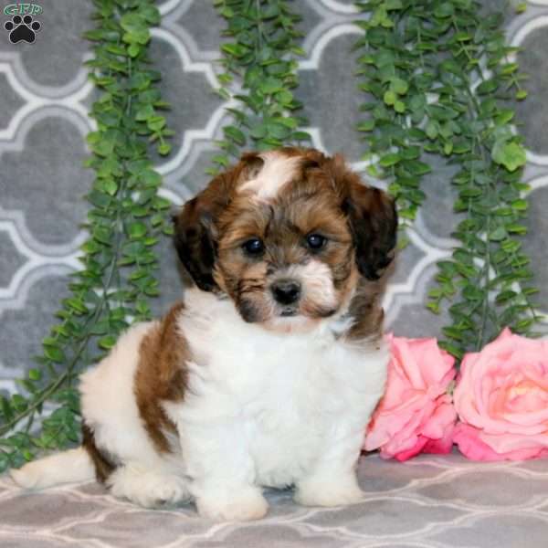 Angie, Teddy Bear Puppy
