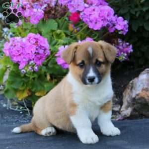 Angie, Welsh Corgi Mix Puppy