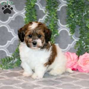 Angie, Teddy Bear Puppy