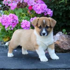 Angie, Welsh Corgi Mix Puppy