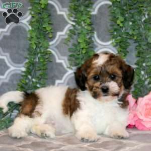 Angie, Teddy Bear Puppy
