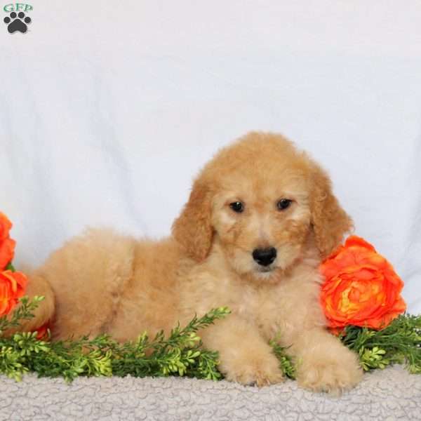 Anna, Goldendoodle Puppy