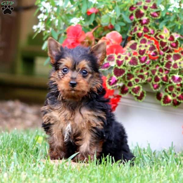 Annabeth, Yorkie Puppy
