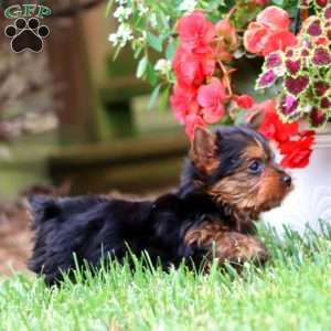 Annabeth, Yorkie Puppy
