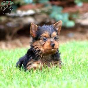 Annabeth, Yorkie Puppy
