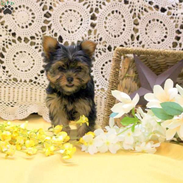 Annie, Yorkie Puppy