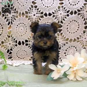 Annie, Yorkie Puppy