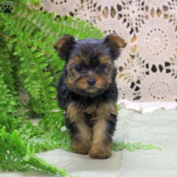 Annie, Yorkie Puppy