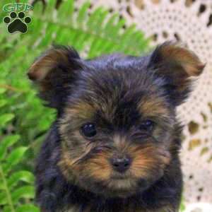Annie, Yorkie Puppy