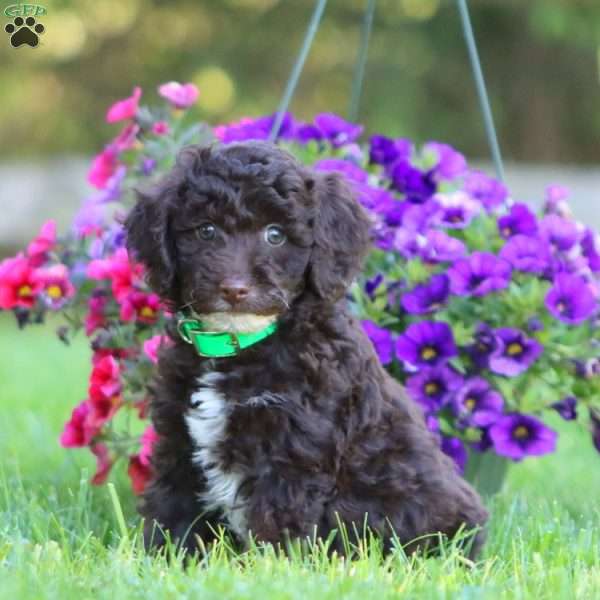 Anthony, Mini Labradoodle Puppy