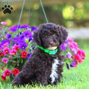 Anthony, Mini Labradoodle Puppy