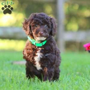 Anthony, Mini Labradoodle Puppy