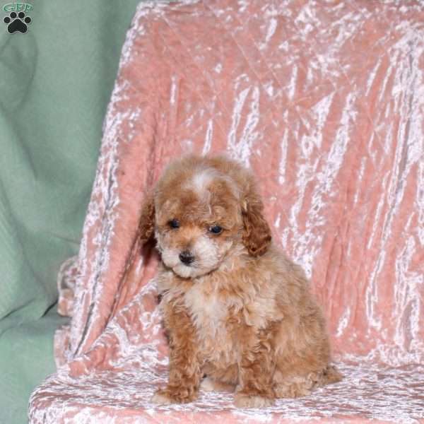 April, Toy Poodle Puppy