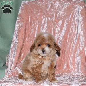 April, Toy Poodle Puppy