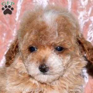 April, Toy Poodle Puppy