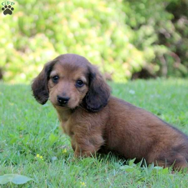 Archer, Dachshund Puppy