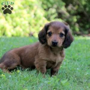 Archer, Dachshund Puppy