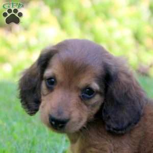 Archer, Dachshund Puppy