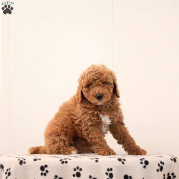 Archie, Toy Poodle Puppy