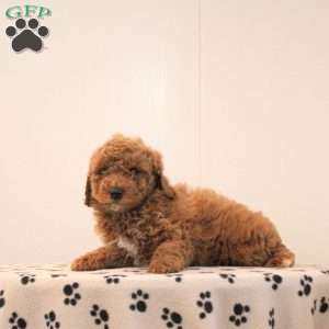 Archie, Toy Poodle Puppy