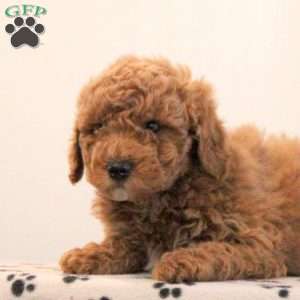 Archie, Toy Poodle Puppy