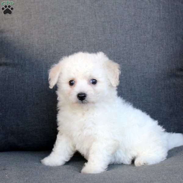 Aria, Bichon Frise Puppy