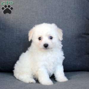 Aria, Bichon Frise Puppy