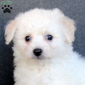 Aria, Bichon Frise Puppy