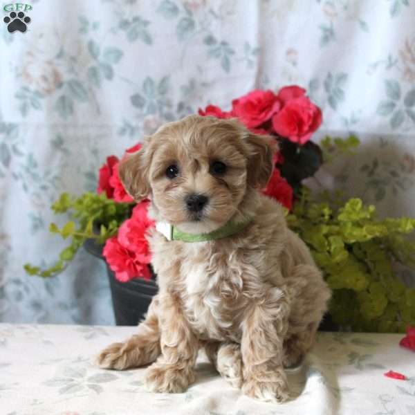 Ariel, Maltipoo Puppy
