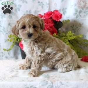 Ariel, Maltipoo Puppy