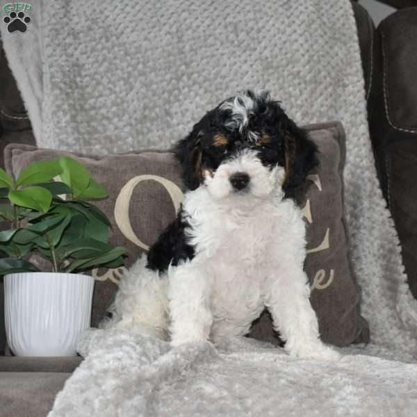 Arlene, Mini Bernedoodle Puppy